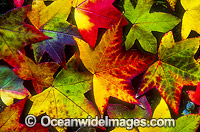 Autumn leaves of the Liquid Amber tree Photo - Gary Bell