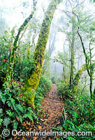 Antarctic Beech Tree rainforest Photo - Gary Bell