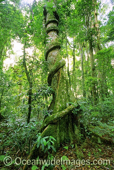 Rainforest buttress tree entangled vine photo