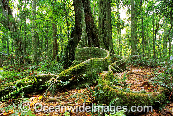 Rainforest buttress tree Lamington National Park photo