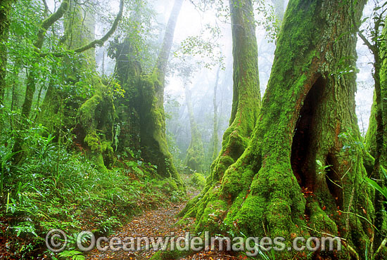 Border Track through sub-tropical Antarctic Beech Tree (Nothofagus moorei) forest. Lamington World Heritage National Park, Queensland, Australia Photo - Gary Bell Border Track through sub-tropical Antarctic Beech Tree (Nothofagus moorei) forest. Lamington World Heritage National Park, Queensland, Australia Photo - Gary Bell