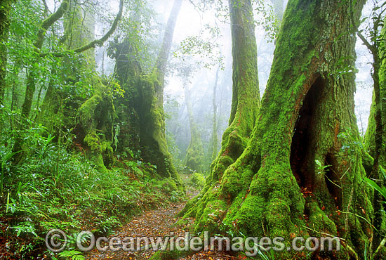 Border Track Antarctic Beech Tree forest photo