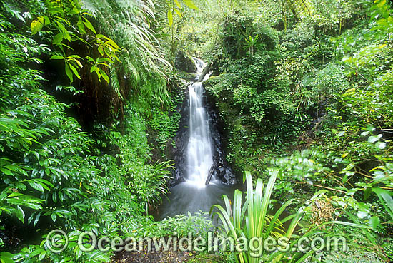 Rainforest waterfall. Lamington World Heritage National Park, Queensland, Australia Photo - Gary Bell Rainforest waterfall. Lamington World Heritage National Park, Queensland, Australia Photo - Gary Bell