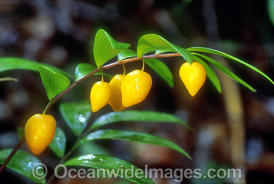 Rainforest fruits New England National Park photo Rainforest fruits New England National Park photo