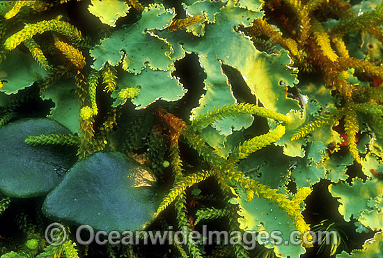 Rainforest mosses New England National Park photo