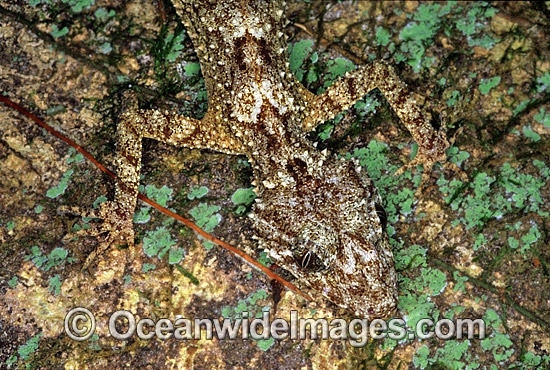 Leaf-tailed Gecko on rainforest tree photo Leaf-tailed Gecko on rainforest tree photo