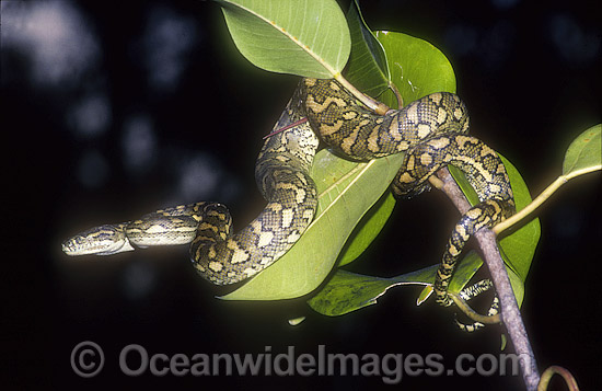 Carpet Python Morelia spilota mcdowelli photo