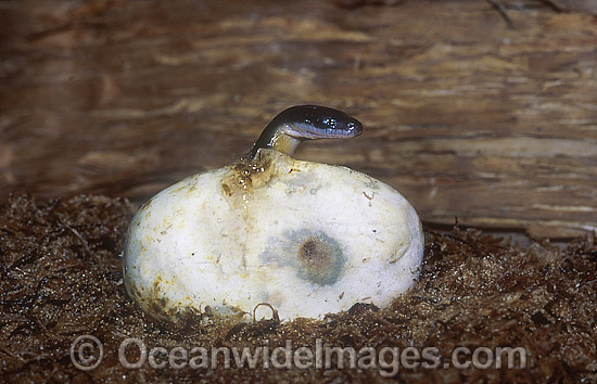 Water Python emerging from egg Australia photo