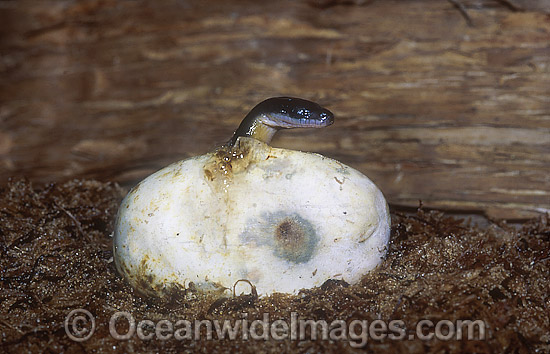 Water Python (Liasis fuscus) emerging from egg. Northern Australia. Non-venomous snake. Photo - Gary Bell Water Python (Liasis fuscus) emerging from egg. Northern Australia. Non-venomous snake. Photo - Gary Bell