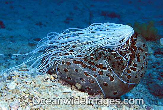 The Leopard Sea Cucumber using its defensive mechanism, sticky white tubes called Cuvierian tubules.