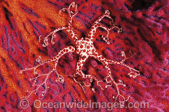 Conical Basket Star on Fan Coral photo Conical Basket Star on Fan Coral photo