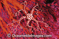Conical Basket Star on Fan Coral Photo - Gary Bell