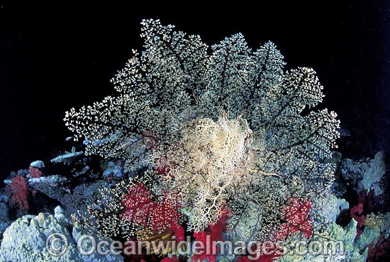 Basket Star on Soft Coral photo
