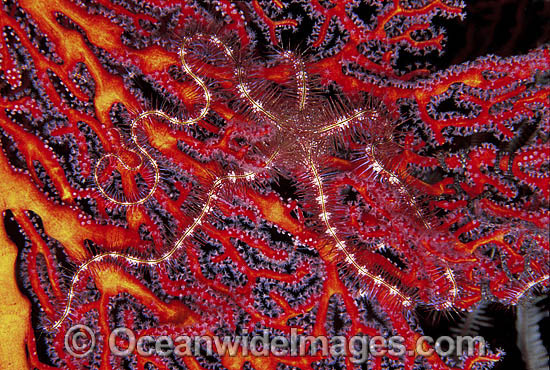 Brittle Star (Ophiothrix sp.) on Gorgonian Fan Coral. Great Barrier Reef, Queensland, Australia Photo - Gary Bell Brittle Star (Ophiothrix sp.) on Gorgonian Fan Coral. Great Barrier Reef, Queensland, Australia Photo - Gary Bell