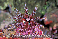 Sea Urchin Echinothrix calamaris Photo - Gary Bell