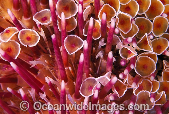 Flower Sea Urchin photo