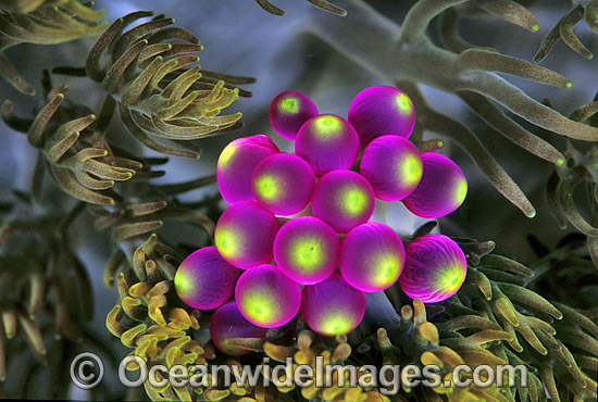 Grape-like vesicles of Sea Anemone photo