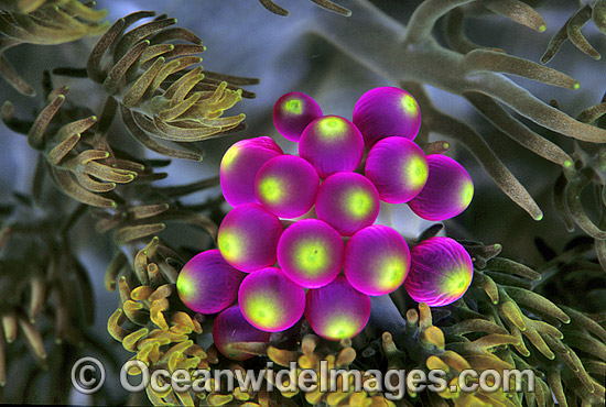 Grape-like vesicles of Sea Anemone photo Grape-like vesicles of Sea Anemone photo