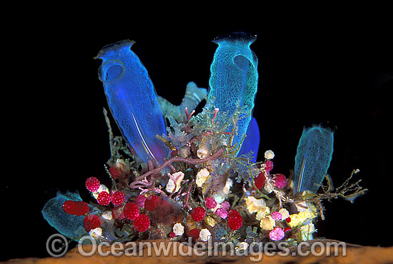 Sea Tunicates Blue and Strawberry photo Sea Tunicates Blue and Strawberry photo