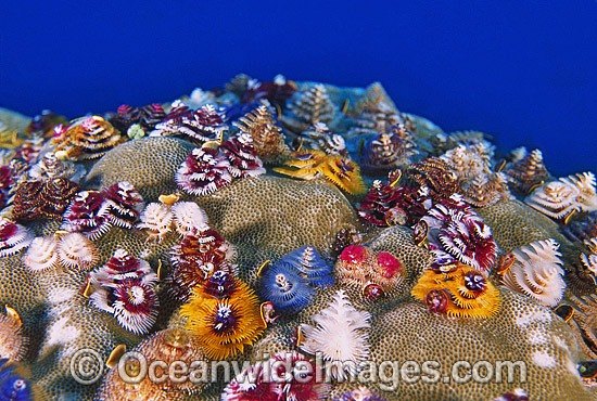 Christmas Tree Worm Photos Images