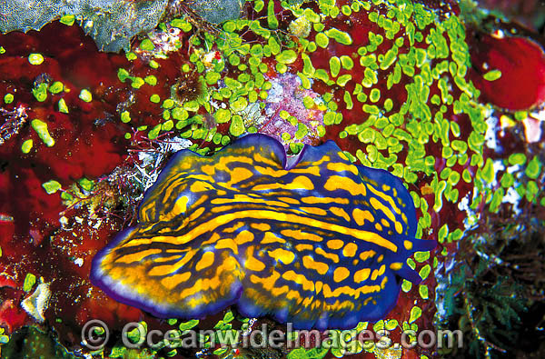 Polyclad Flatworm Pseudoceros photo Polyclad Flatworm Pseudoceros photo