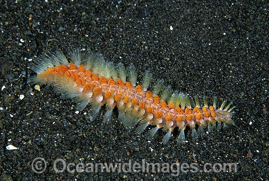 Bristle Worm (Chloeia sp.). Also known as Fire Worm. Bali, Indonesia Photo - Gary Bell