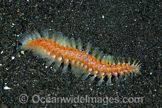 Bristle Worm (Chloeia sp.). Also known as Fire Worm. Bali, Indonesia Photo - Gary Bell Bristle Worm (Chloeia sp.). Also known as Fire Worm. Bali, Indonesia Photo - Gary Bell