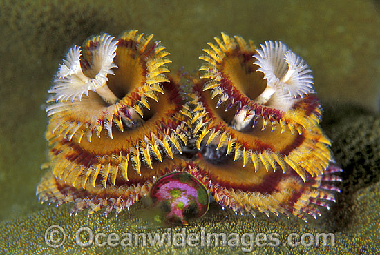 Christmas Tree Worm photo Christmas Tree Worm photo