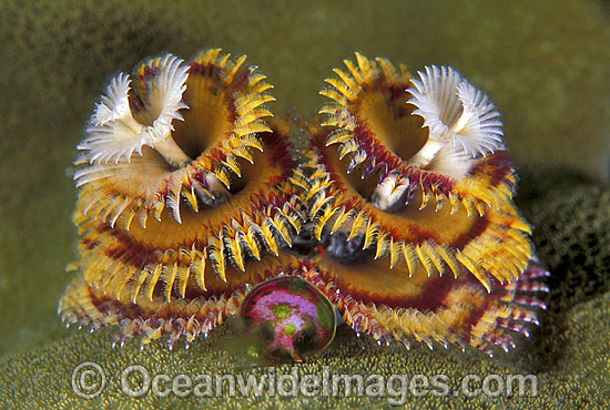 Christmas Tree Worm photo