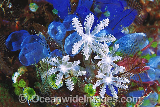 Cluster of Soft Coral Polyps (Anthelia sp.) and Blue Sea Tunicates (Rhopalaea sp.). Also known as Ascidians and Sea Squirts. Great Barrier Reef, Queensland, Australia Photo - Gary Bell