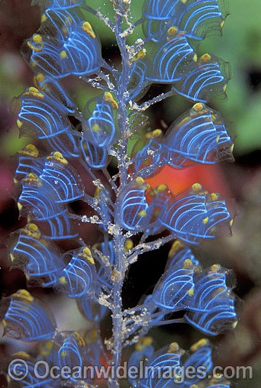 Sea Tunicate Colony photo