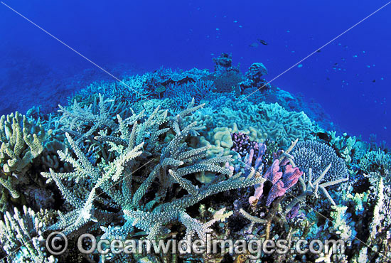 Great Barrier Reef photo