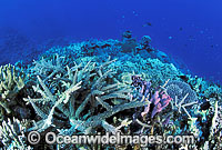Great Barrier Reef Photo - Gary Bell