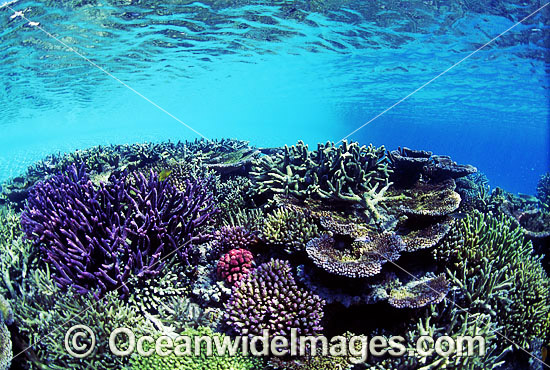 Great Barrier Reef Corals photo Great Barrier Reef Corals photo