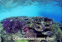Great Barrier Reef Corals Photo - Gary Bell