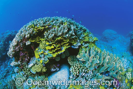 Great Barrier Reef Corals photo