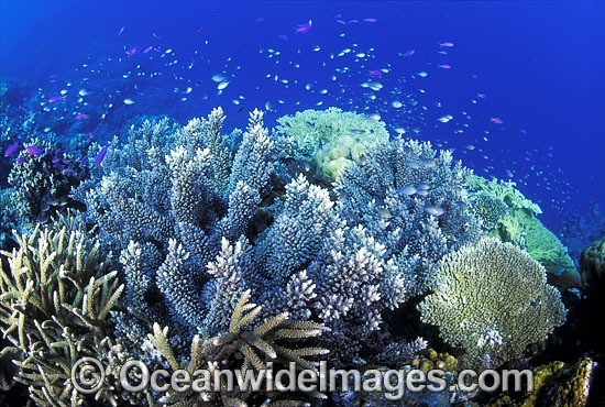 Corals Basslets Damselfish photo