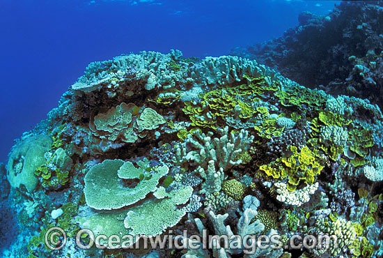 Coral Great Barrier Reef photo