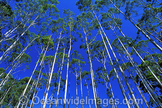 Flooded gum eucalypt forest photo