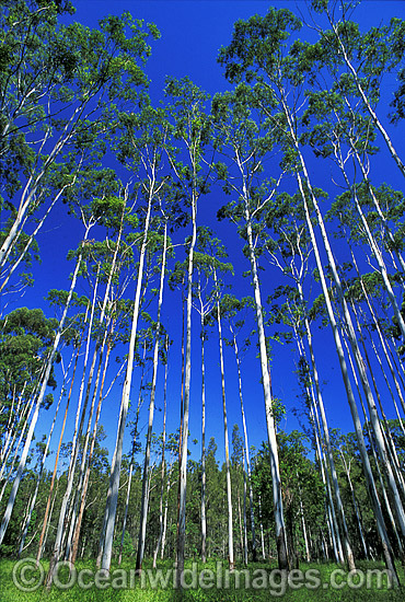 Flooded gum eucalypt forest photo