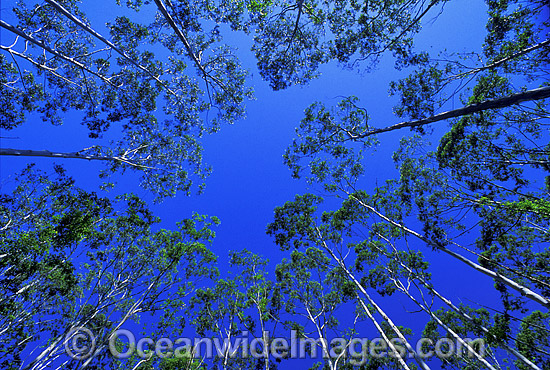 Flooded Gum Eucalypt forest. Eastern Australia Photo - Gary Bell Flooded Gum Eucalypt forest. Eastern Australia Photo - Gary Bell