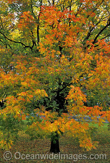 Autumn colours Pistacia chinensis tree photo