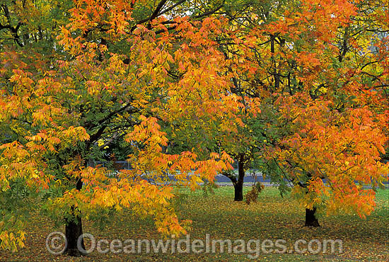 Autumn colours Pistacia chinensis trees photo