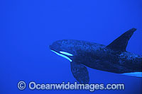Killer Whale Photo - Jim Johnson