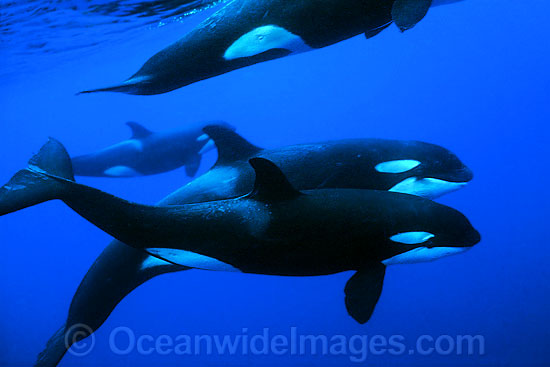 Orcas underwater photo