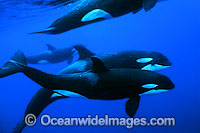 Orcas underwater Photo - Jim Johnson