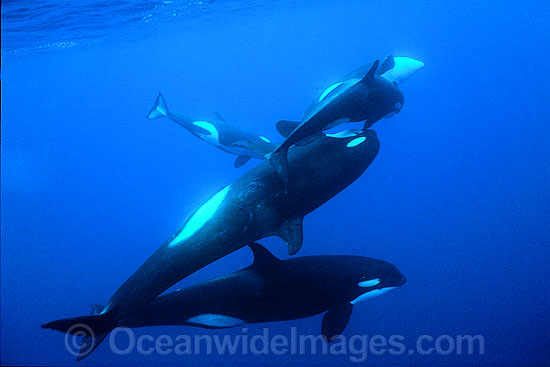 Orcas or Killer Whales (Orcinus orca). Indo-Pacific. Classified Lower Risk on the IUCN Red List. Photo - Jim Johnson
