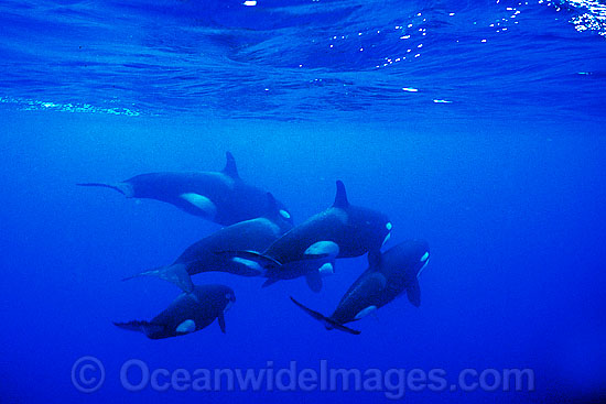 Orcas or Killer Whales (Orcinus orca). Indo-Pacific. Classified Lower Risk on the IUCN Red List. Photo - Jim Johnson