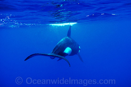 Orca tail underwater photo Orca tail underwater photo