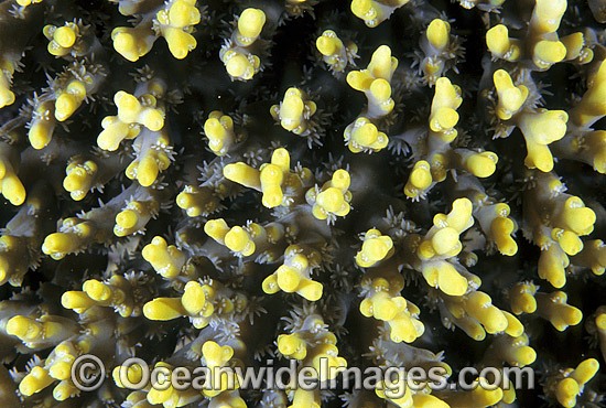 Acropora Coral (Acropora sp.) detail. Great Barrier Reef, Queensland, Australia Photo - Gary Bell